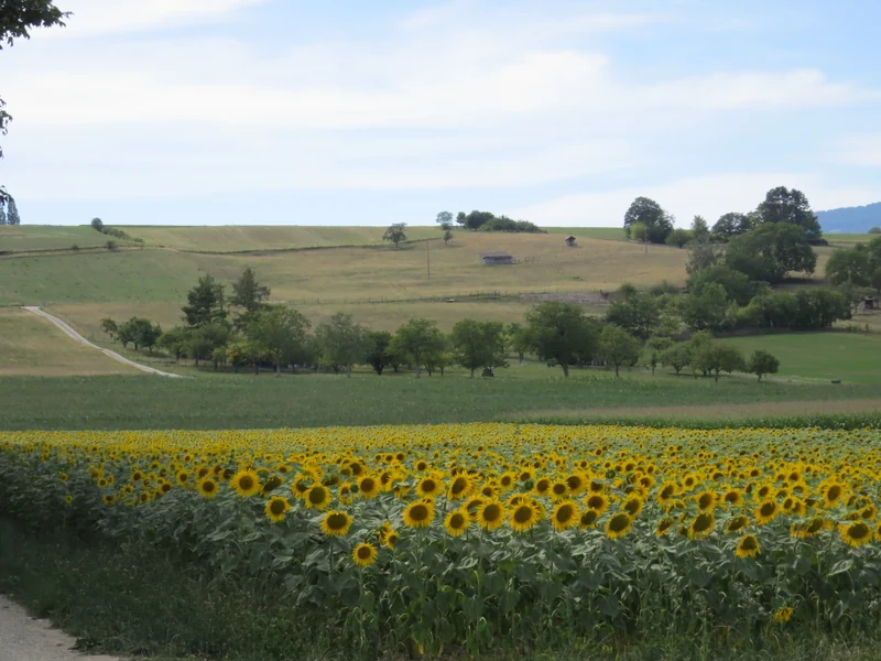 Champ de tournesols près de Lausanne